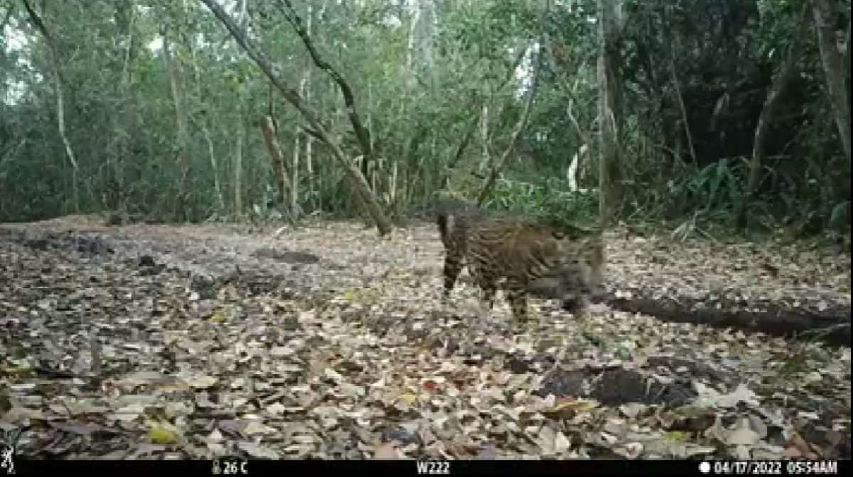 Cámaras captan a raro jaguar negro en la Biosfera Maya