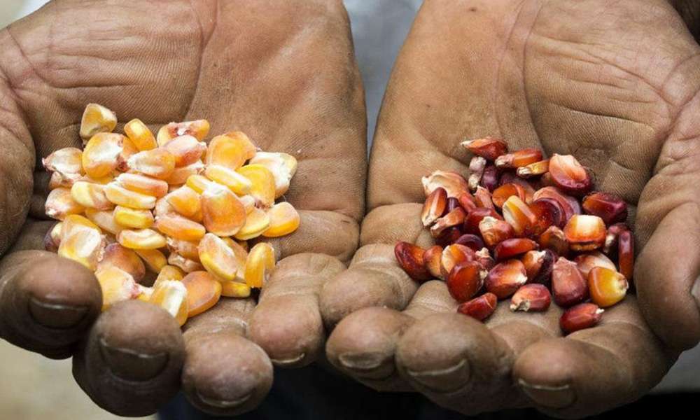 Presentan Ley de biodiversidad y conocimiento ancestral