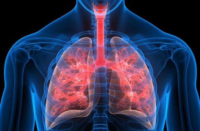 pulmones