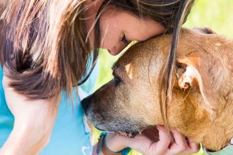 Infectados por Viruela del Mono deben alejarse de sus mascotas