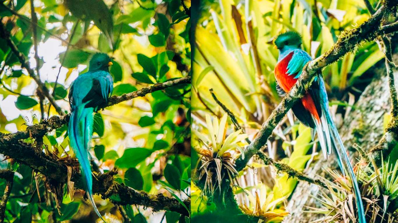 Día-Nacional-del-Quetzal