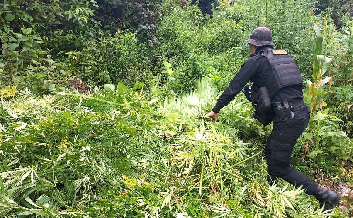 Erradicación de marihuana en Huehuetenango y Totonicapán asciende a Q7 millones