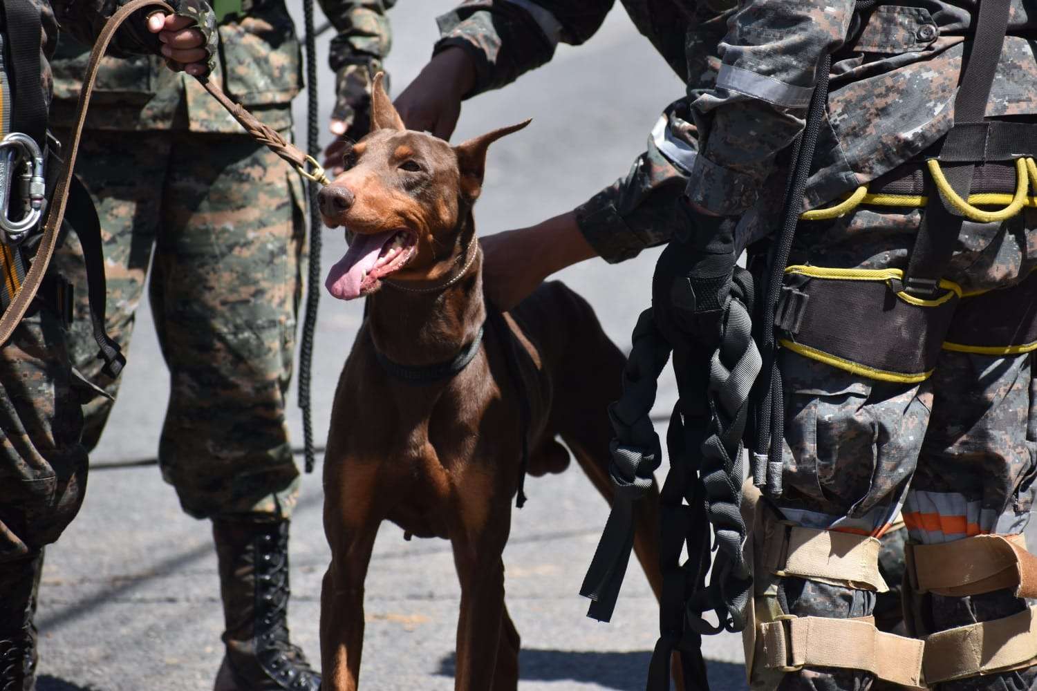 blacky k9 ejército
