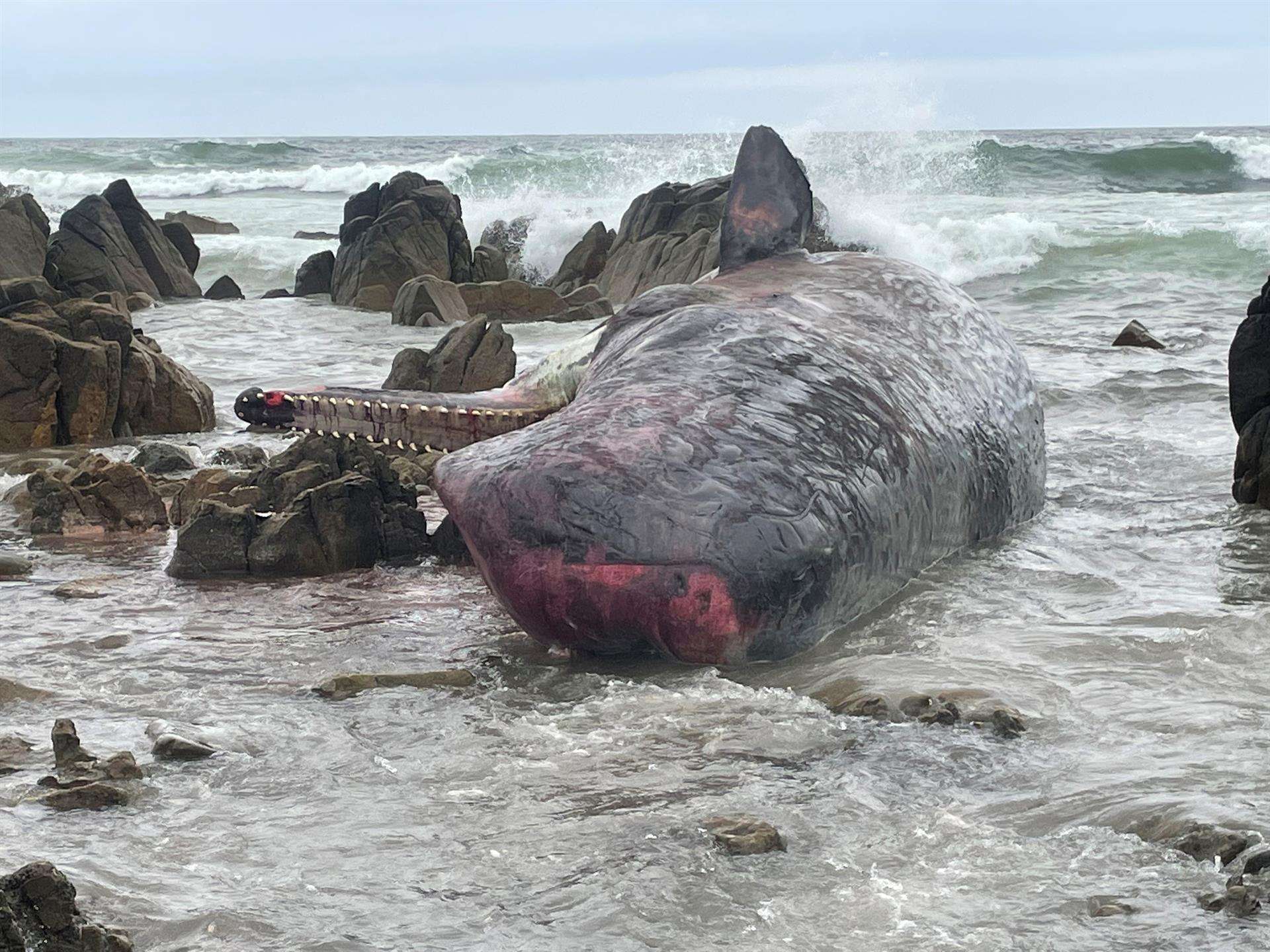 Al menos 14 cachalotes han muerto tras quedar varados en una playa de la isla King, en el sur de Australia. Fotografía facilitada por el Departamento de Recursos Naturales y Medio Ambiente del estado de Tasmania