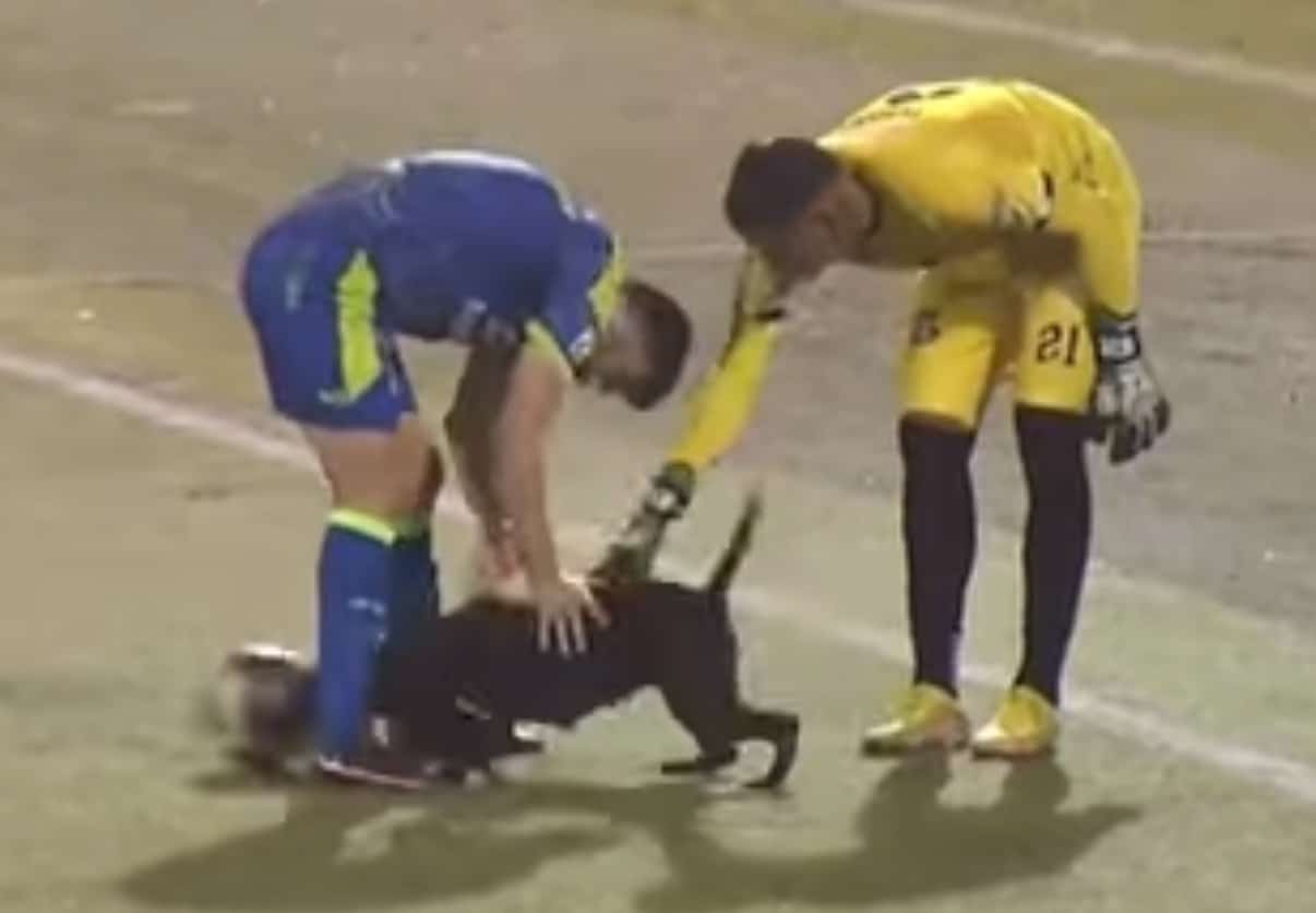 Perrita Deportivo Mixco