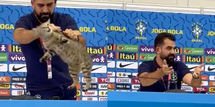 brasil gato