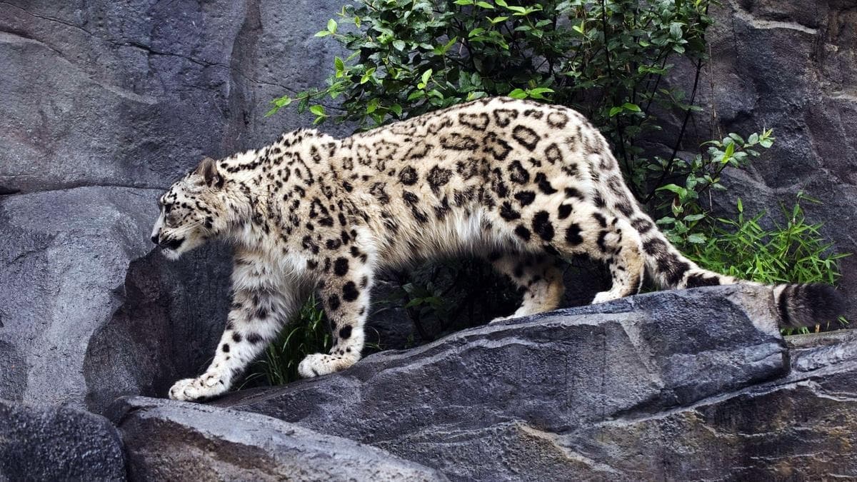 leopardo de las nieves