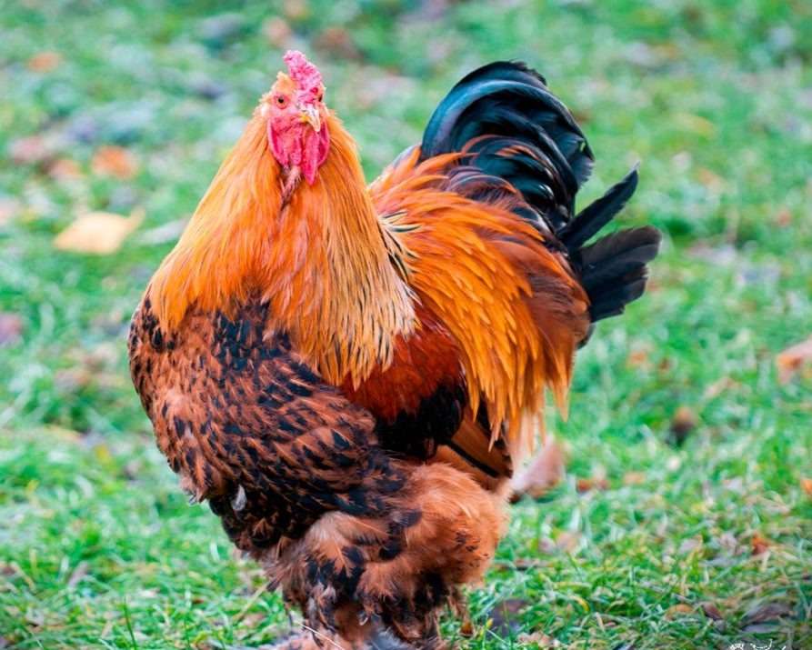 gallo Brahma