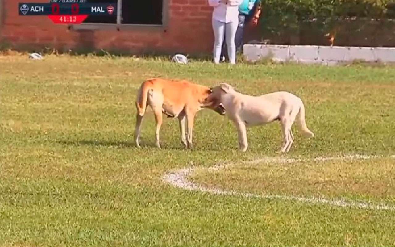 Perros invasión de cancha