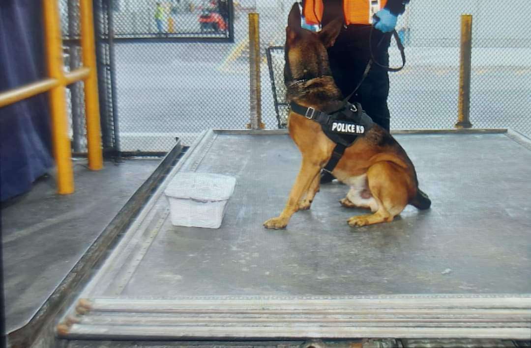 k9 cocaína
