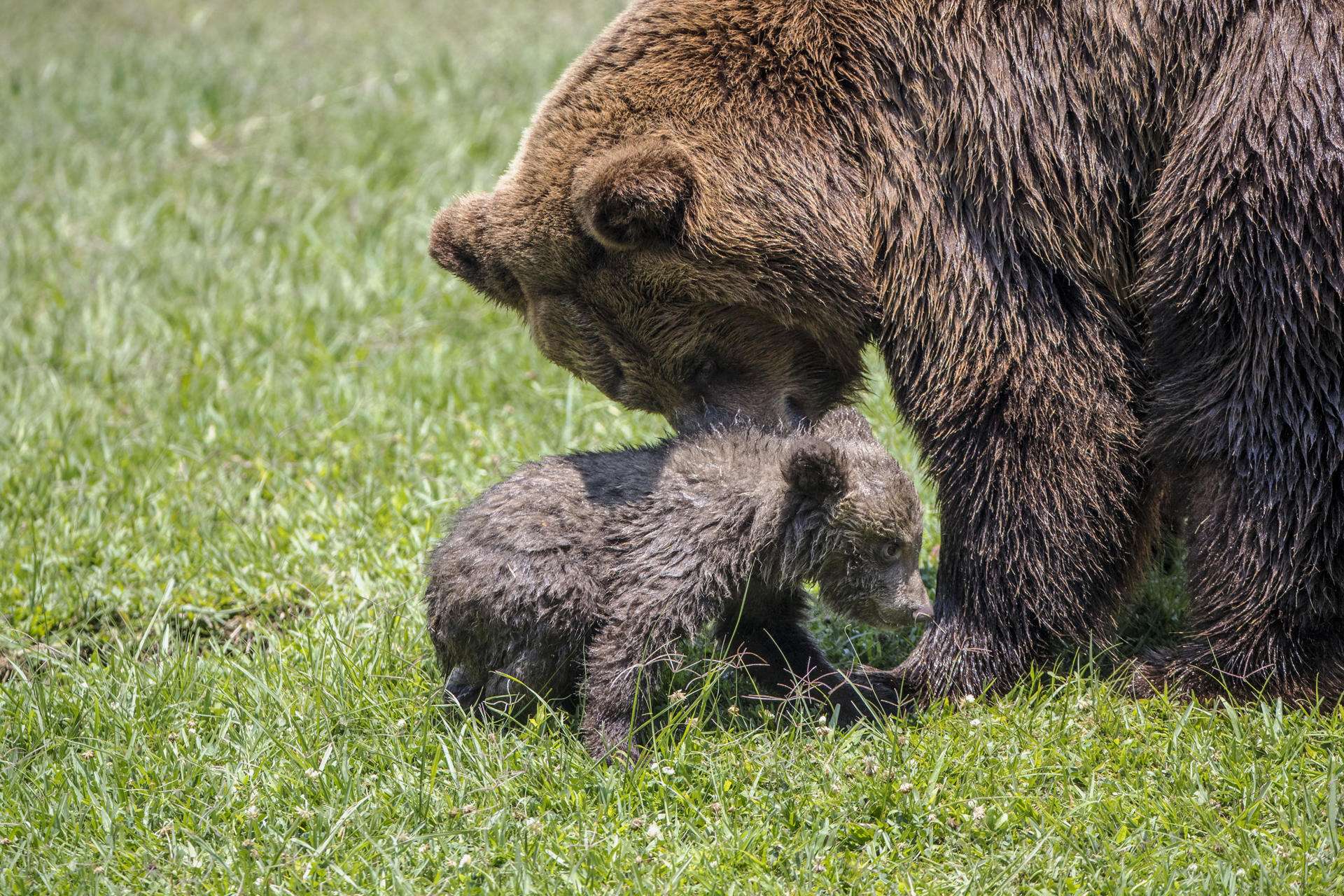 Zoológico de Guatemala presenta a un oso pardo nacido en cautiverio