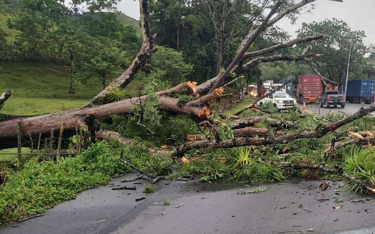 Caída de árbol en Alta Verapaz afecta la energía eléctrica