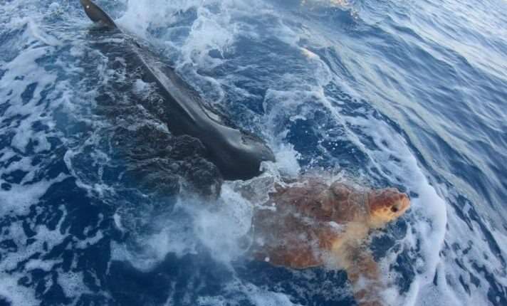 tiburón tortuga