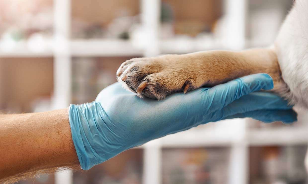 Día del veterinario en Guatemala se conmemora el 18 de julio