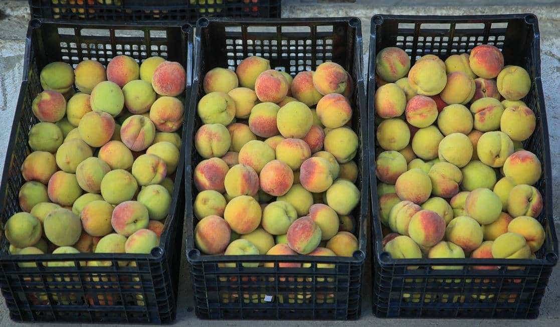 Primera exportación de melocotones son enviados a México
