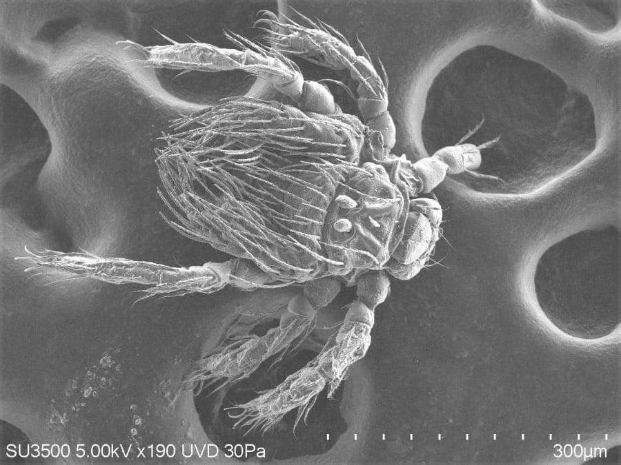 Herpetacarus antarctica ácaros