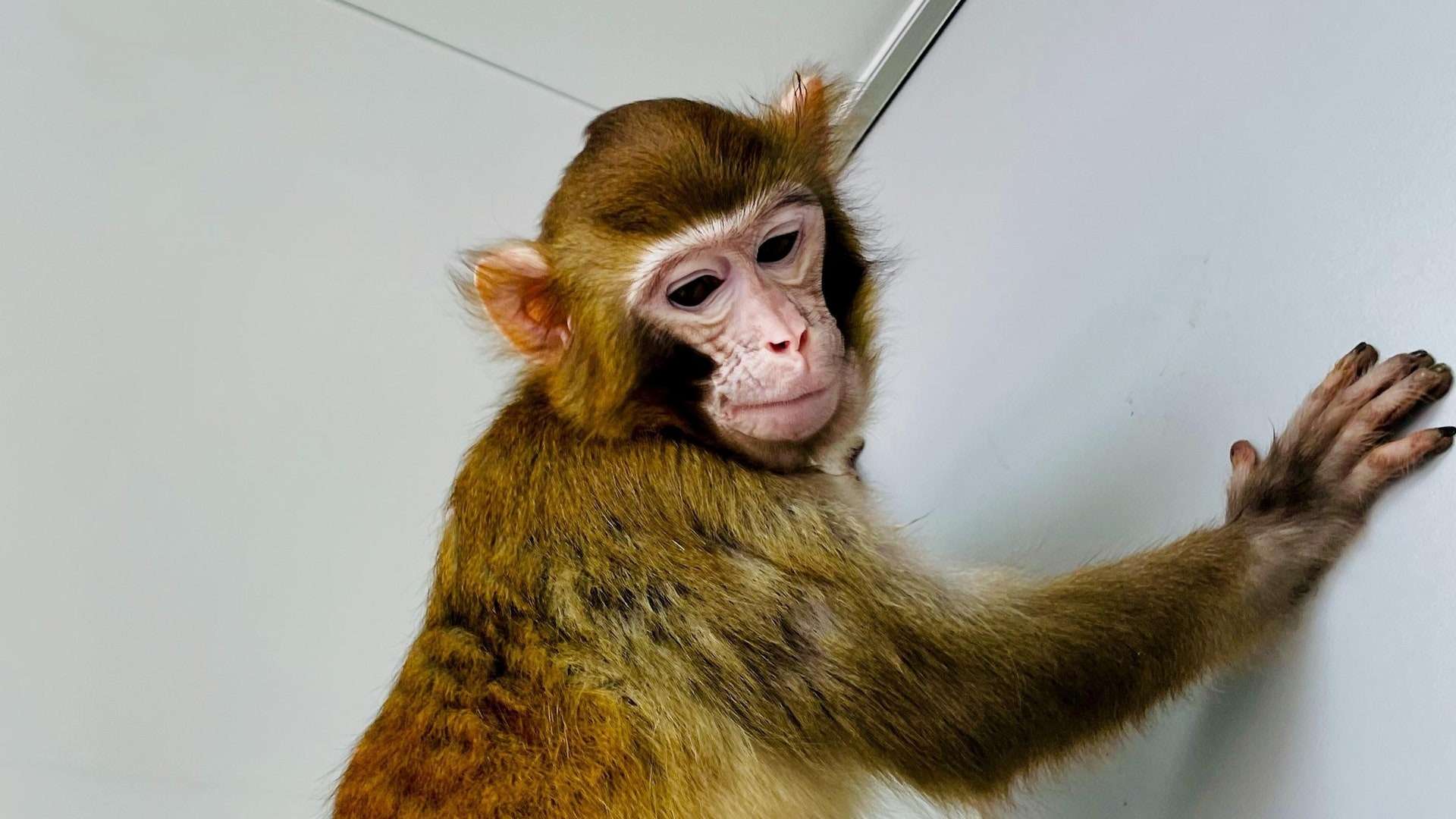 Quién es Retro, el primer simio rhesus clonado exitosamente