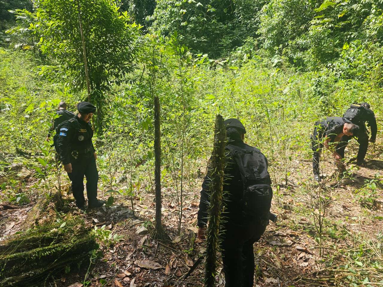 ¿Cuántos arbustos de hoja de coca fueron erradicados? esto indican autoridades