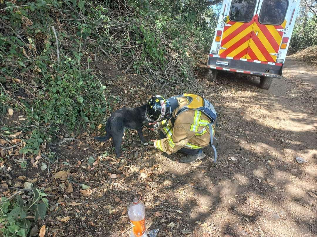 Volcán de Agua | Bomberos localizan, rescatan y curan a perro que tenía quemaduras en sus cuatro patas