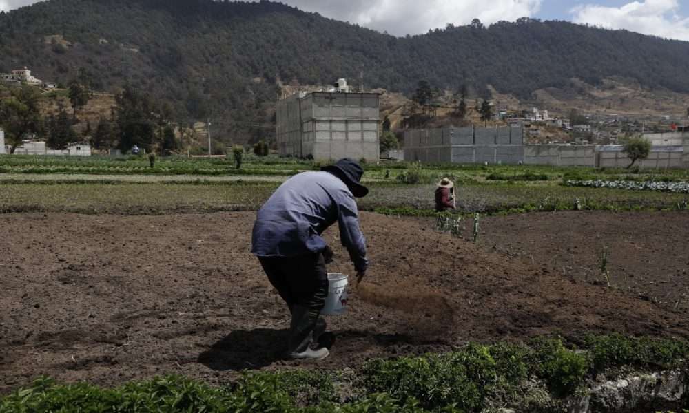 calor agricultura guatemala