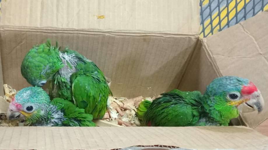 Detenida en Guatemala por venta ilegal de fauna y flora