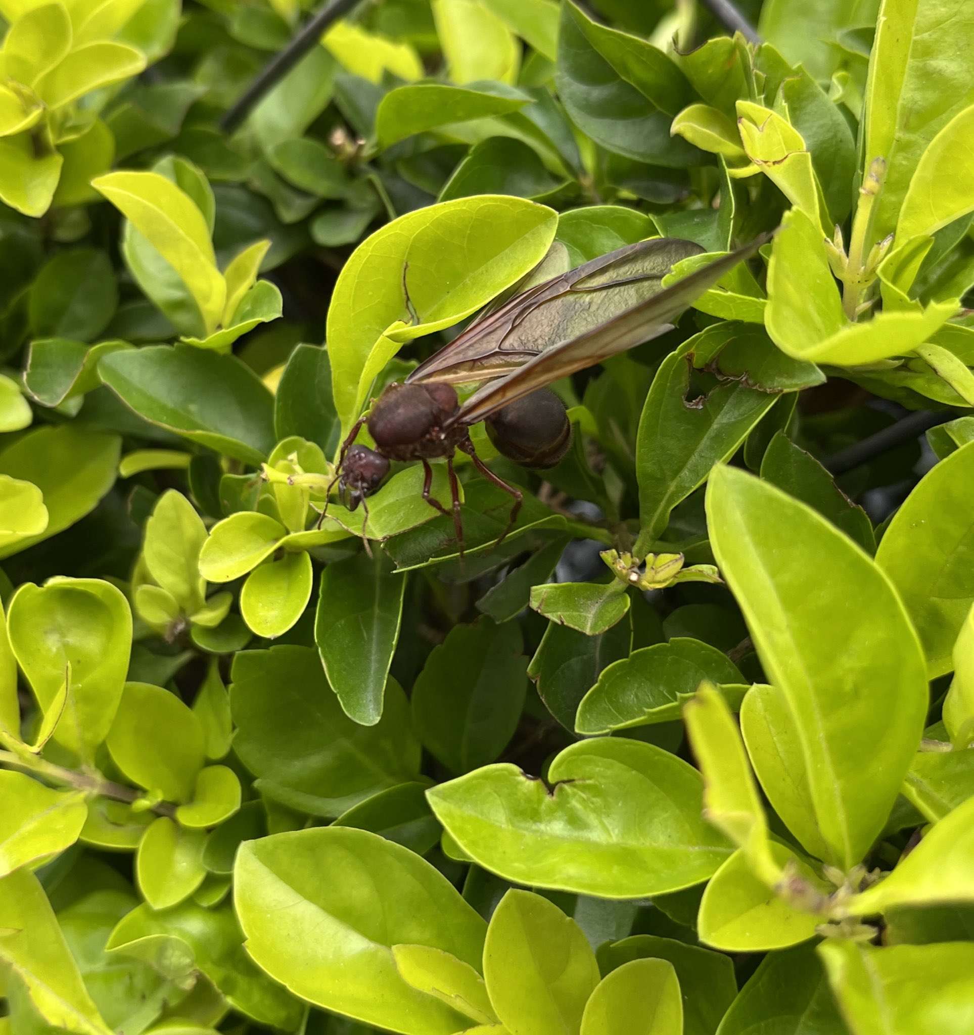 Zompopos de mayo: El exótico manjar culinario que ahora llega en junio