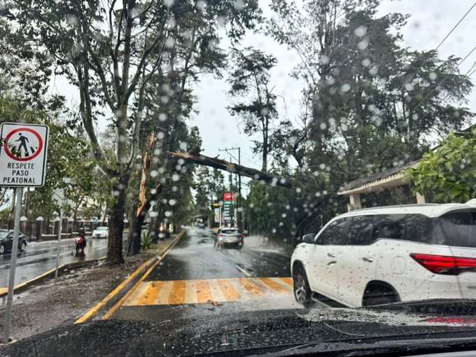 EN FOTOS | Lluvia provoca la caída de un árbol en la zona 16, toma precauciones