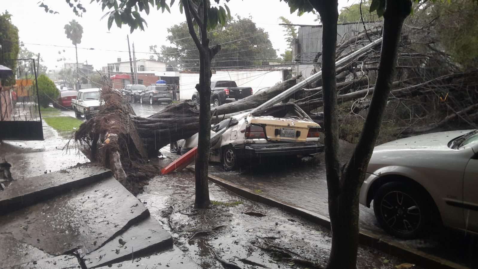ÚLTIMA HORA | Árbol caído daña postes, vehículo e infraestructura en Colonia Aurora, zona 13