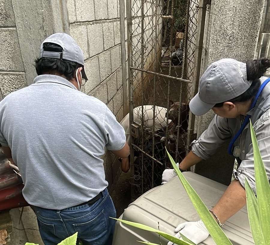 13 perros maltratados son rescatados por la UBA