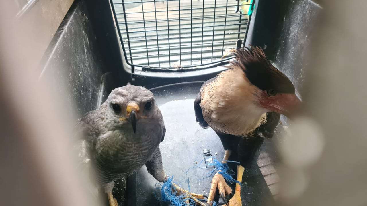 fauna en el infiernito