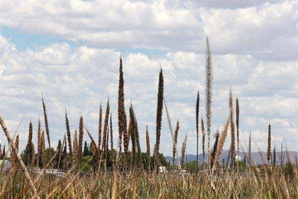 Guatemala se Prepara para la Canícula 2024