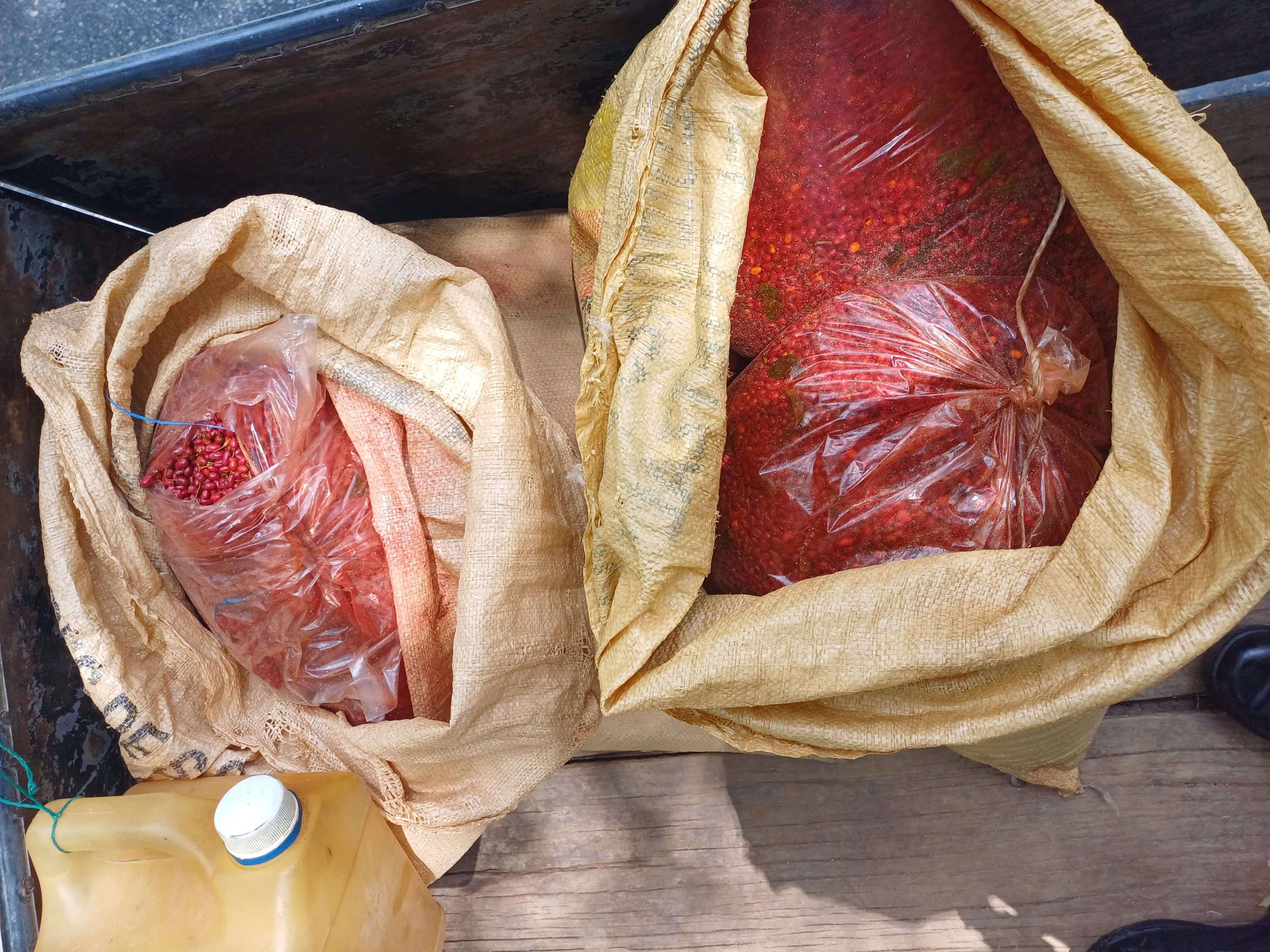 ¿Es Izabal un nuevo punto de cultivo ilícito? Decomisan 250 libras de semilla de posible arbusto de coca