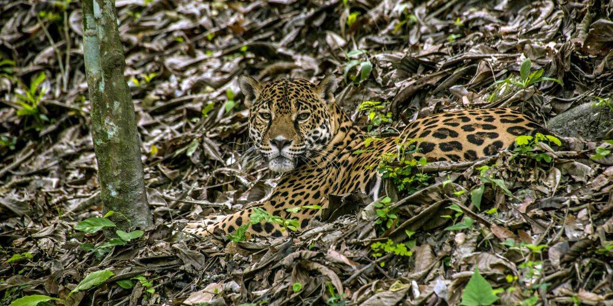 ¿Cómo $17 millones cambiarán el futuro de la biodiversidad en Guatemala?