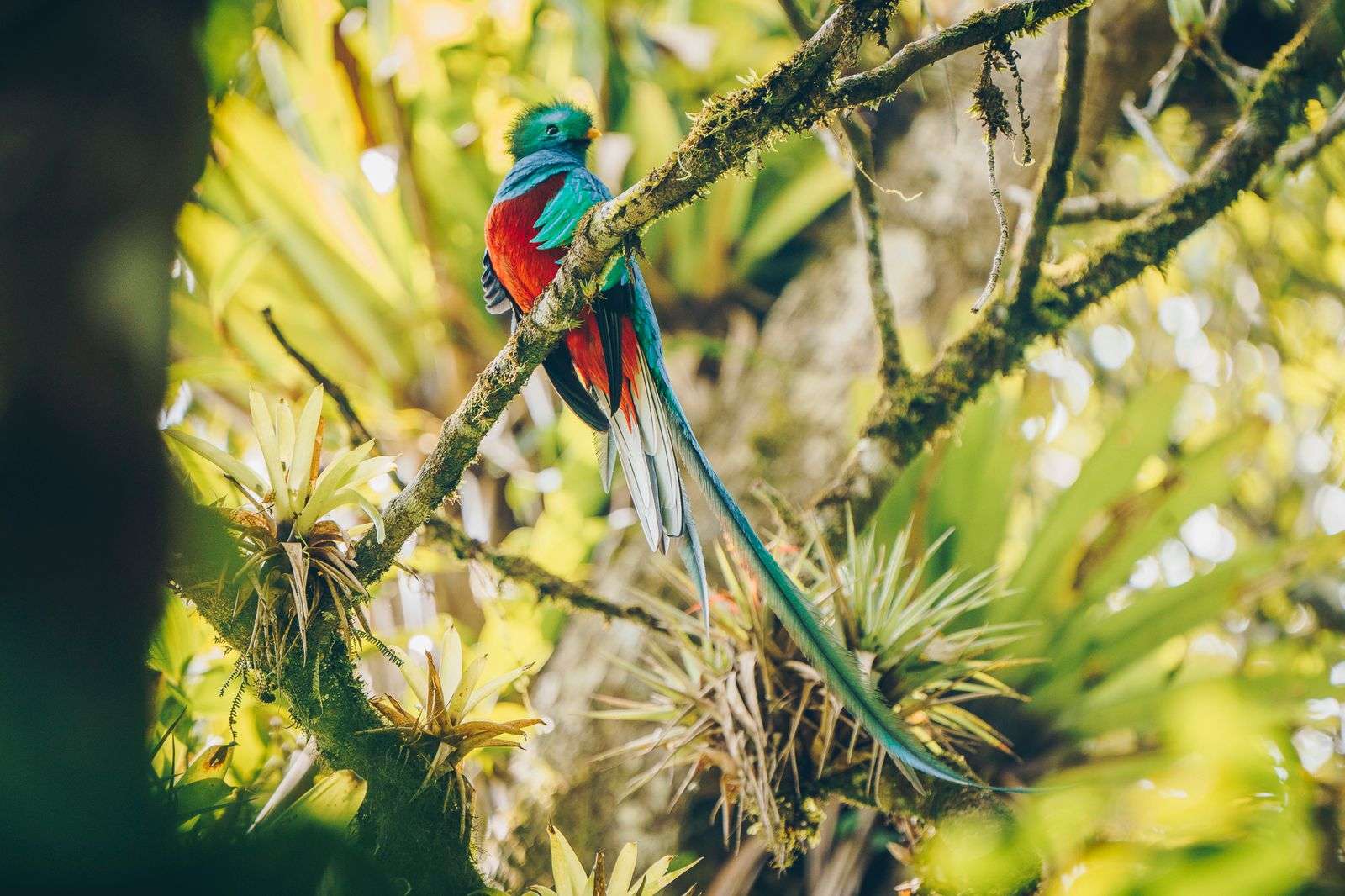 Desde el corazón de la selva, el quetzal brilla para el mundo