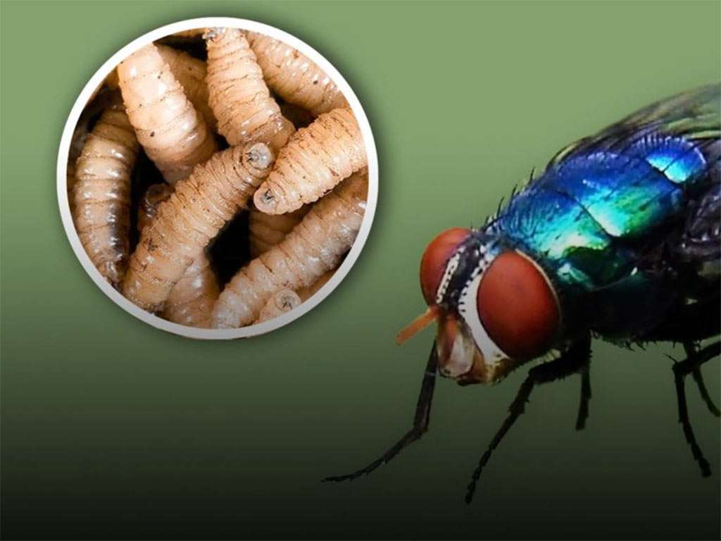 ¿Gusano barrenador: la próxima amenaza silenciosa para la salud en Guatemala?