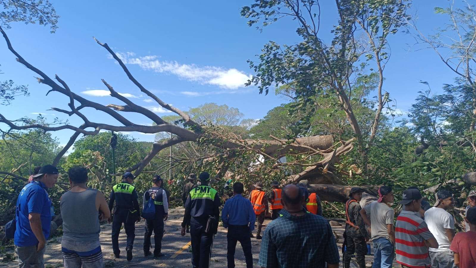 EN FOTOS | Habilitan paso en ruta a Pedro de Alvarado tras caída de árbol