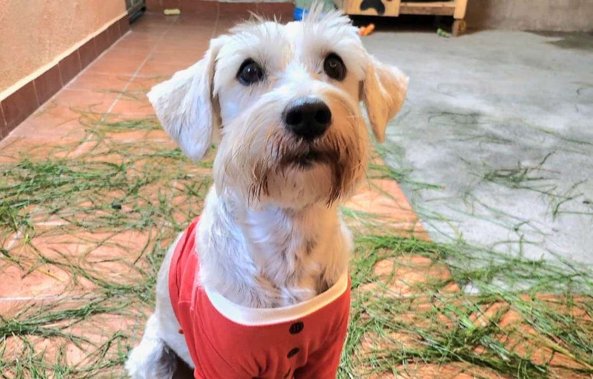 ¡Cuidemos a los peludos! Todo lo que necesitas saber para una navidad tranquila con tu mascota