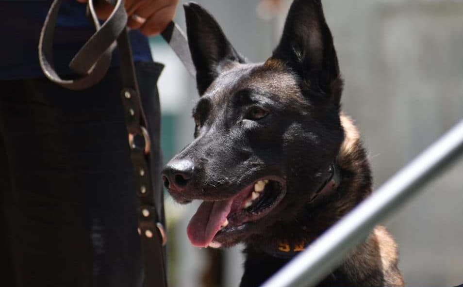 ¡Conozcan a Lucas! El pastor belga que lidera rescates en áreas agrestes