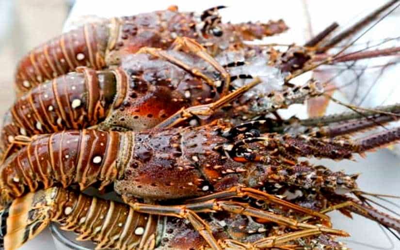 Guatemala impone veda temporal para la langosta del Caribe