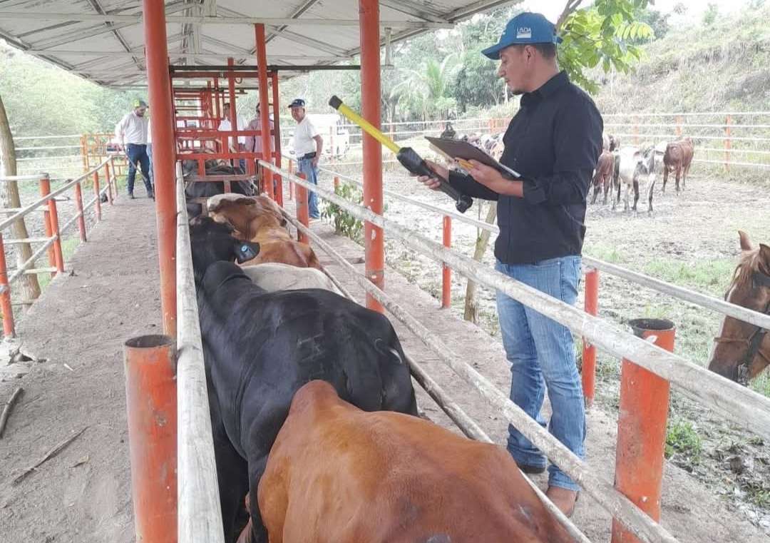 Refuerzan medidas para prevenir la propagación del Gusano Barrenador del Ganado