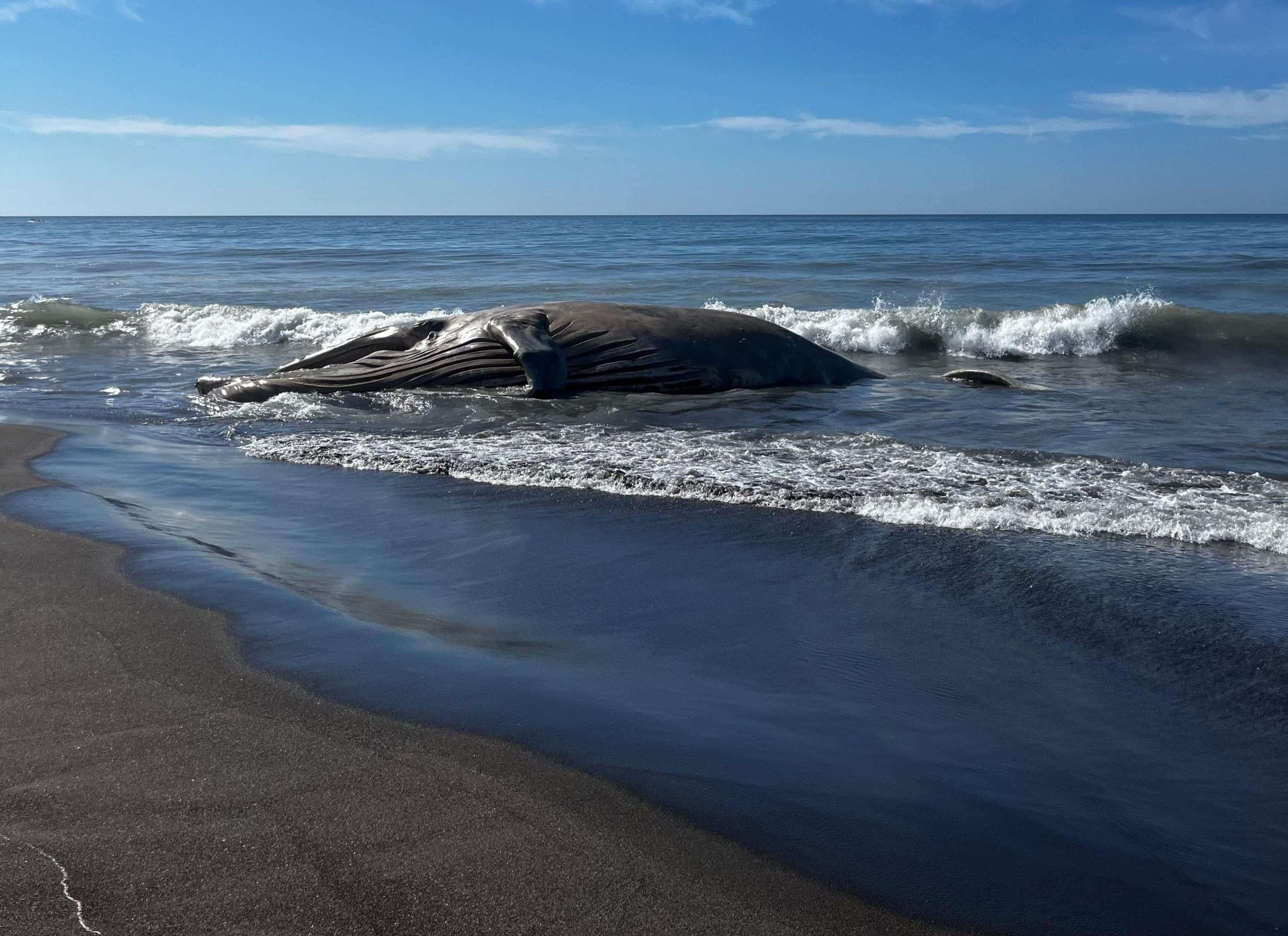 EN IMÁGENES | Hallan cadáver de ballena en playa de Chiquimulilla