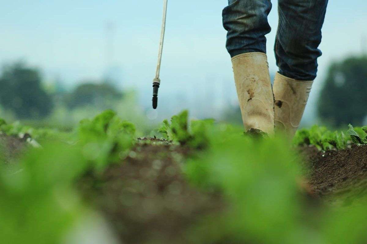 Temperaturas extremas a la vista ¿Cómo proteger tus cultivos y ganado de la ola de calor?
