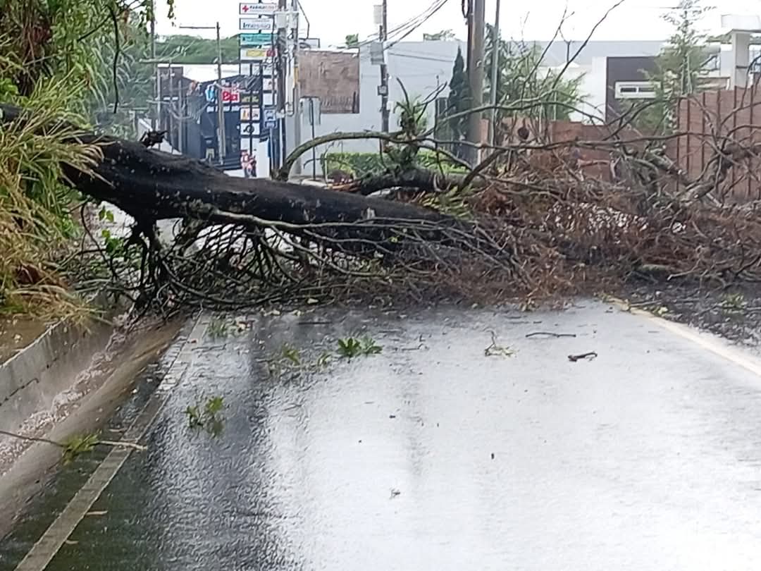 Árbol caído provoca cierre total en Santa Catarina Pinula por fuerte lluvia