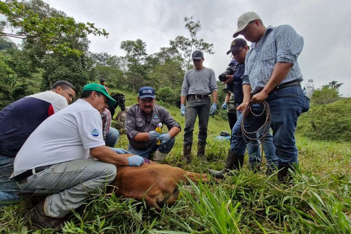 ¿Tu ganado está en peligro? 4 medidas para protegerlo del Gusano Barrenador