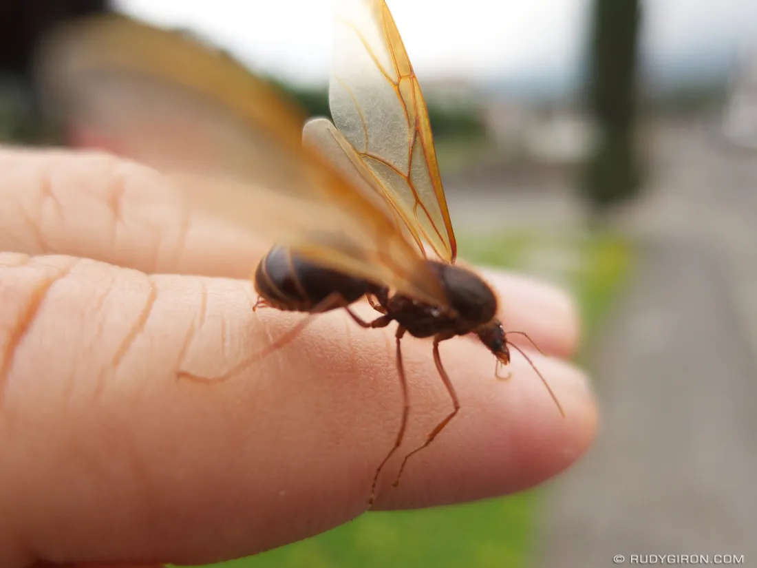 ¿Ya no salen en mayo? El cambio en los zompopos podría anticipar un invierno diferente