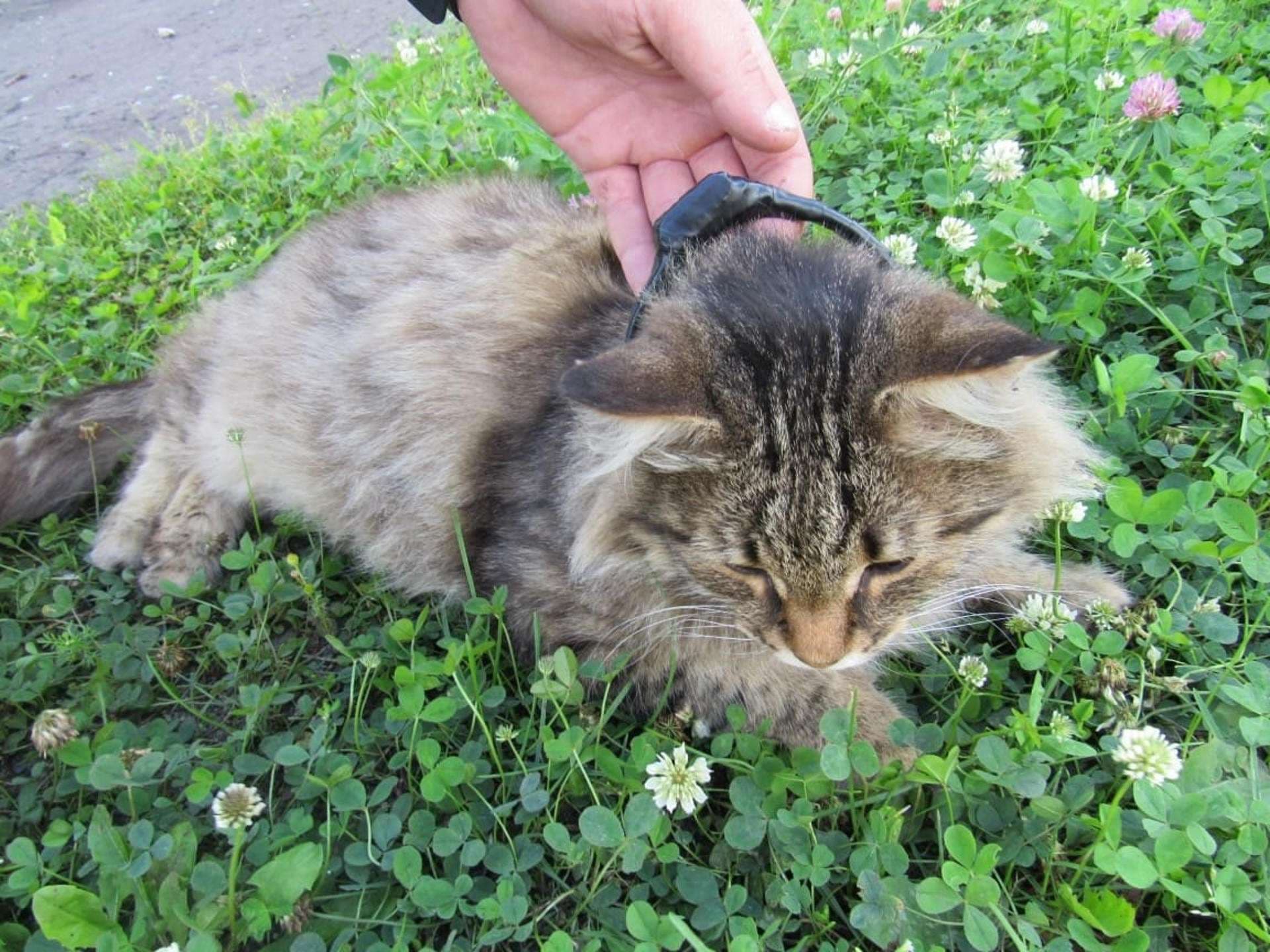 ¿Gato para trasladar droga? Este es el curioso caso de una estructura criminal en Rusia