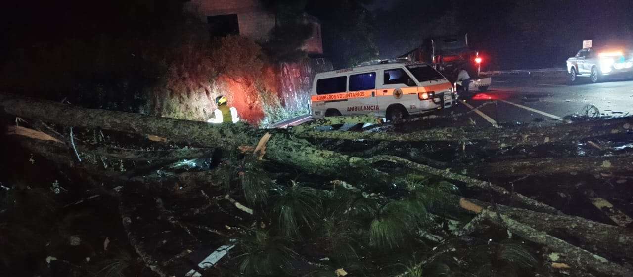 ¡Precaución! Caída de árbol paraliza el paso en ruta Interamericana