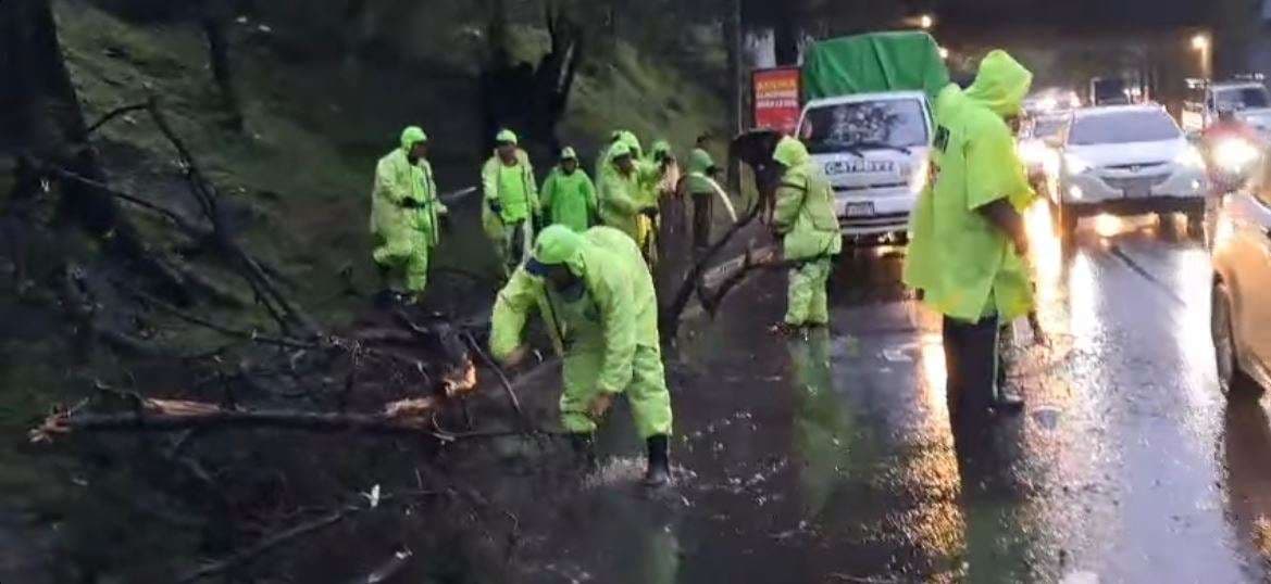 arbol tránsito zona 13