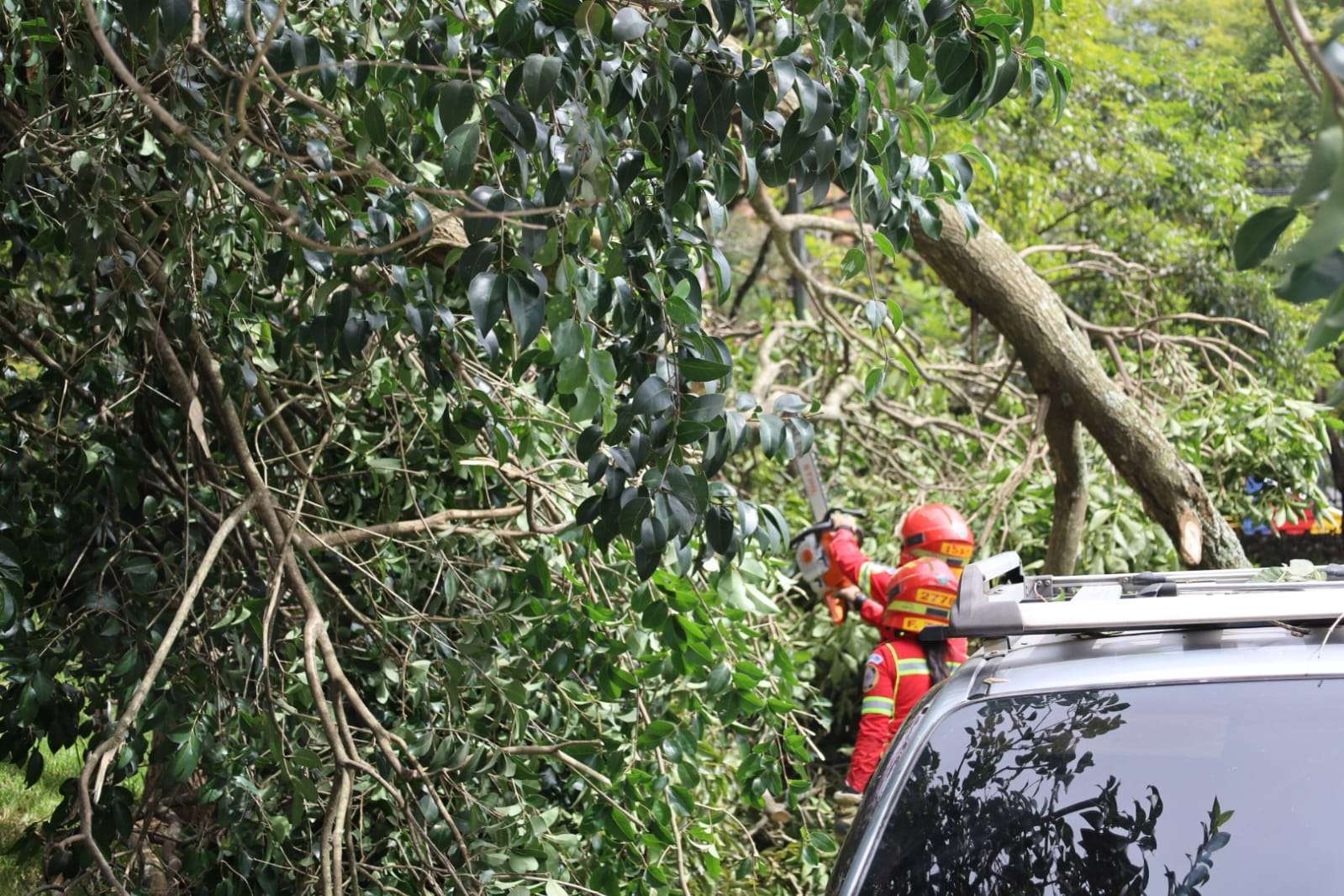 Fuertes vientos siguen causando estragos en la capital y municipios cercanos