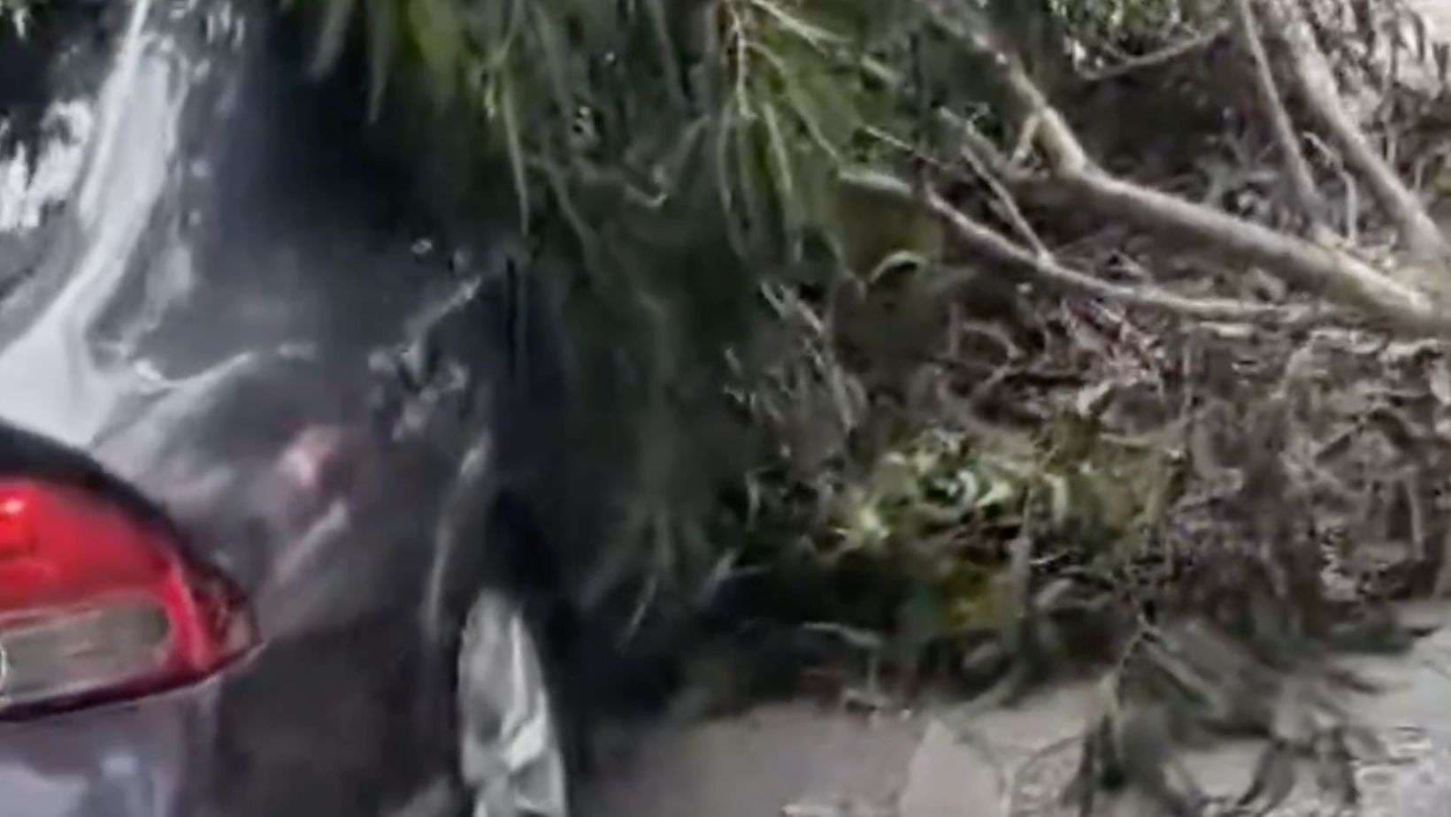 ¡El viento no da tregua! Árbol cae sobre un vehículo cerca del Liceo Guatemala